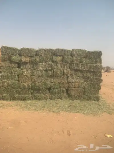 برسيم شمال جدة سعر الجمله 0