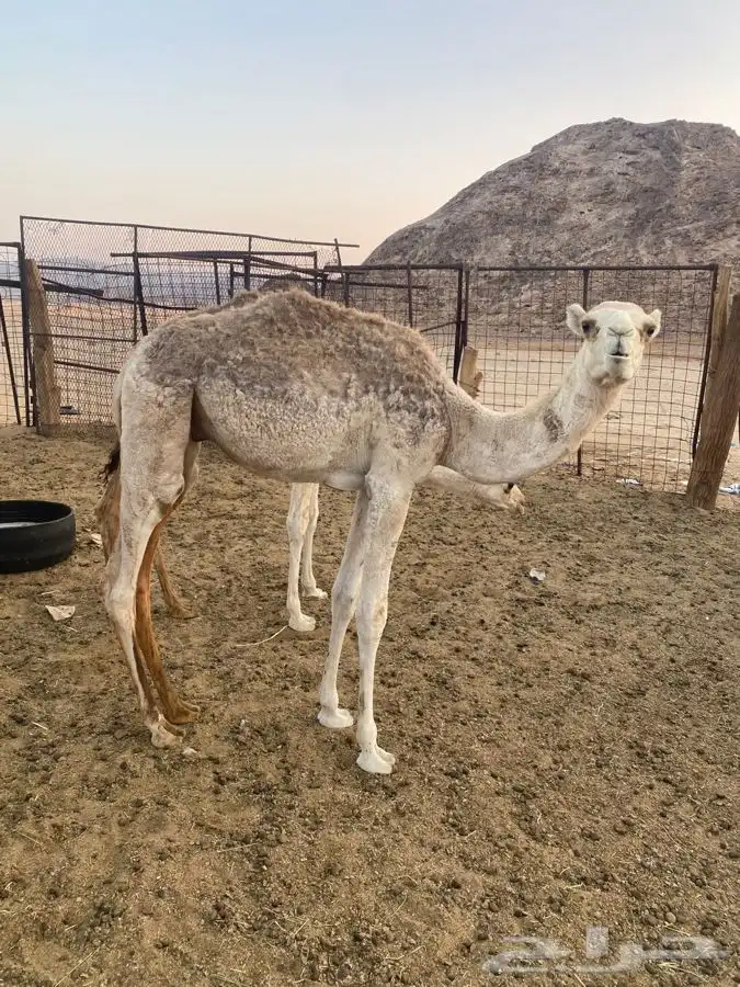 للبيع حشو العدد 6 3