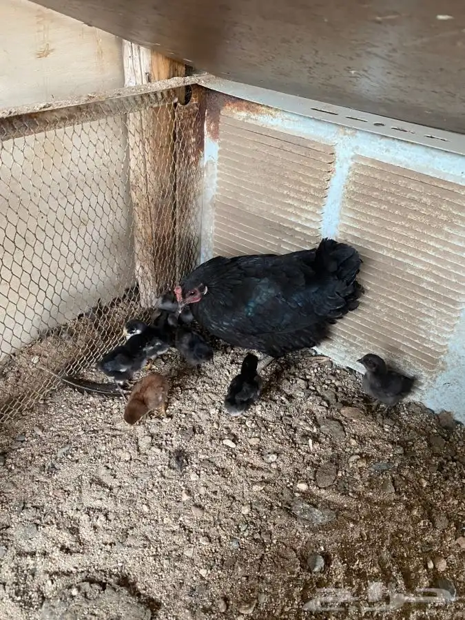 دجاج بلدي بطيوره 2