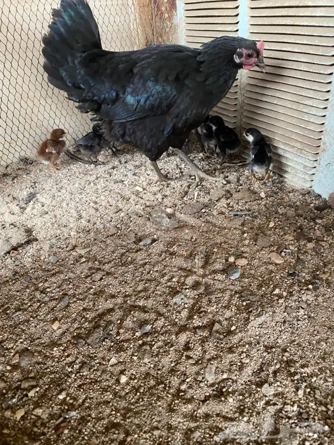 دجاج بلدي بطيوره 3