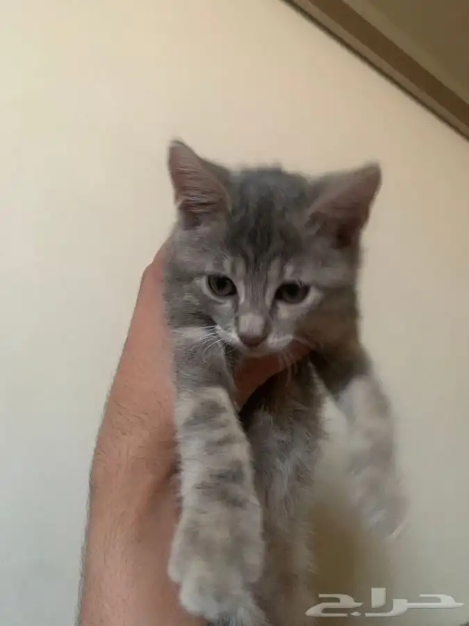 قطط للتبني 2