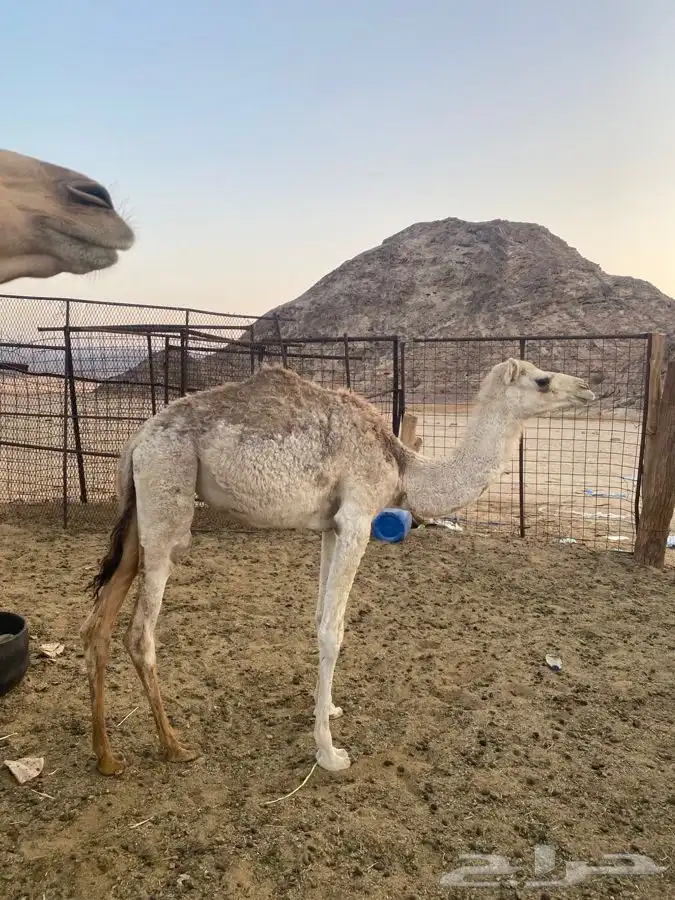 للبيع حشو العدد 6 1