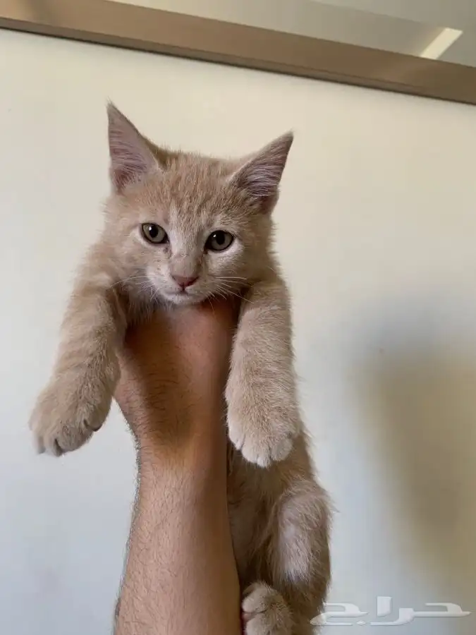 قطط للتبني 1