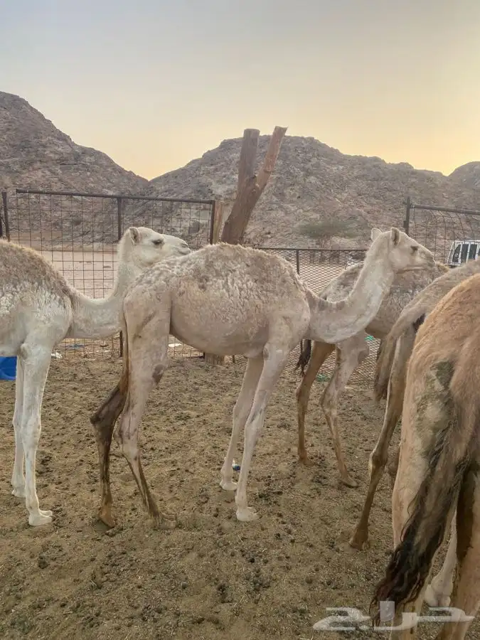 للبيع حشو العدد 6 4