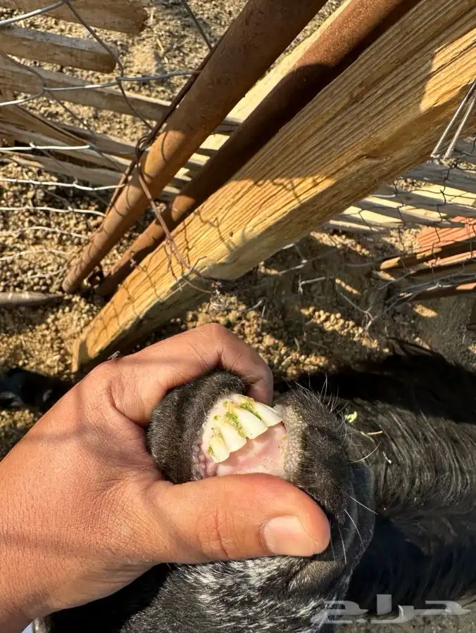 عنزين ولد 10