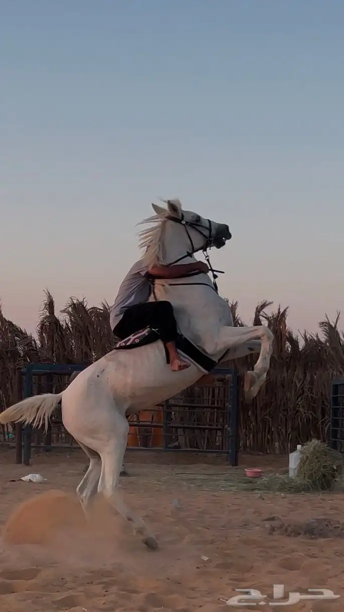 فرس شعبي لقاح ثمانيه شهور 2