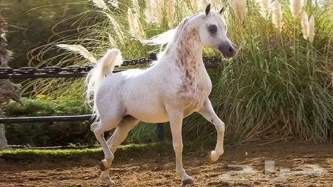 فرس واهو فاخره حفيدة جستس ولقاح 10 اشهر 2