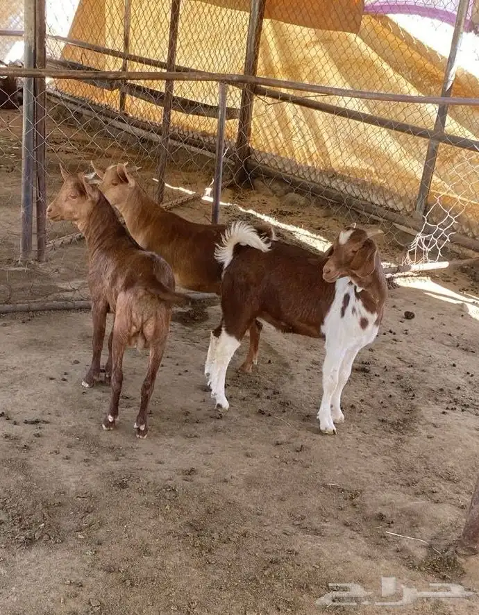 تيوس حص دهم فل شحم 2