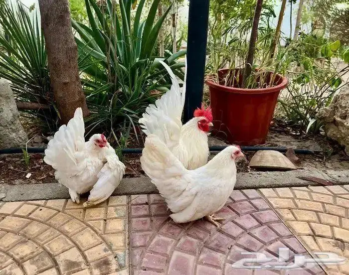 دجاج جابنيز 0