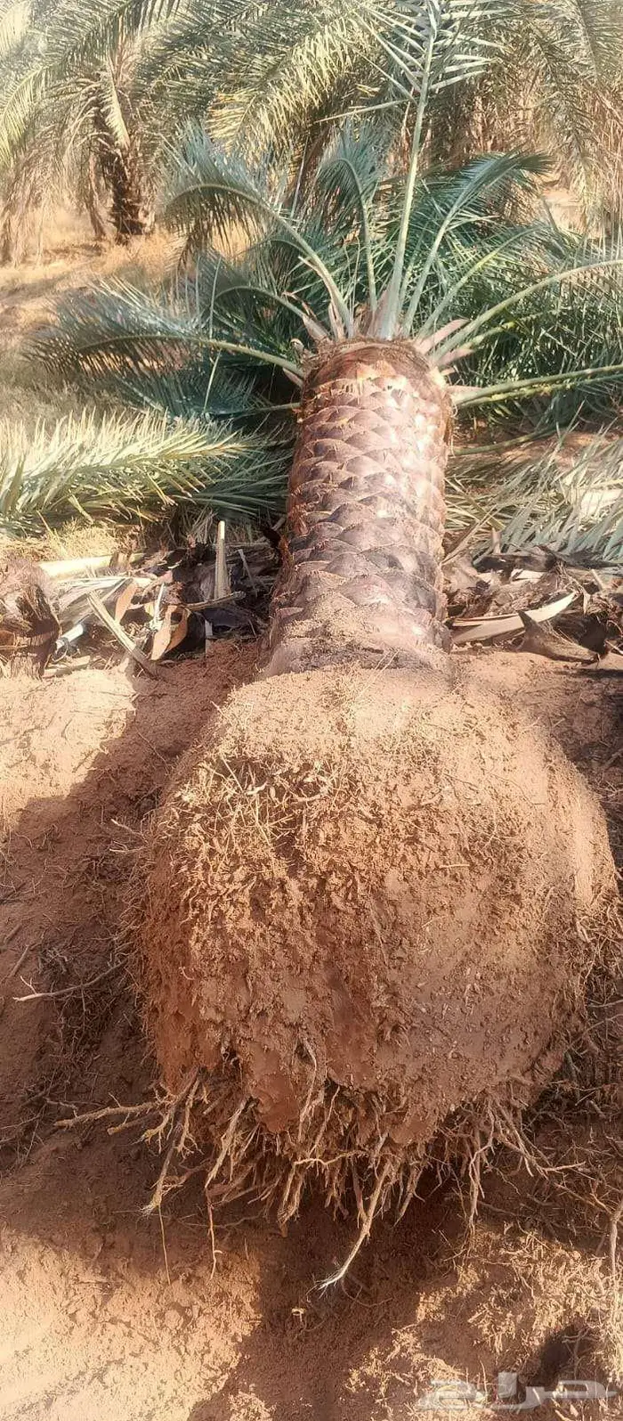 توريد وزراعة النخيل 2