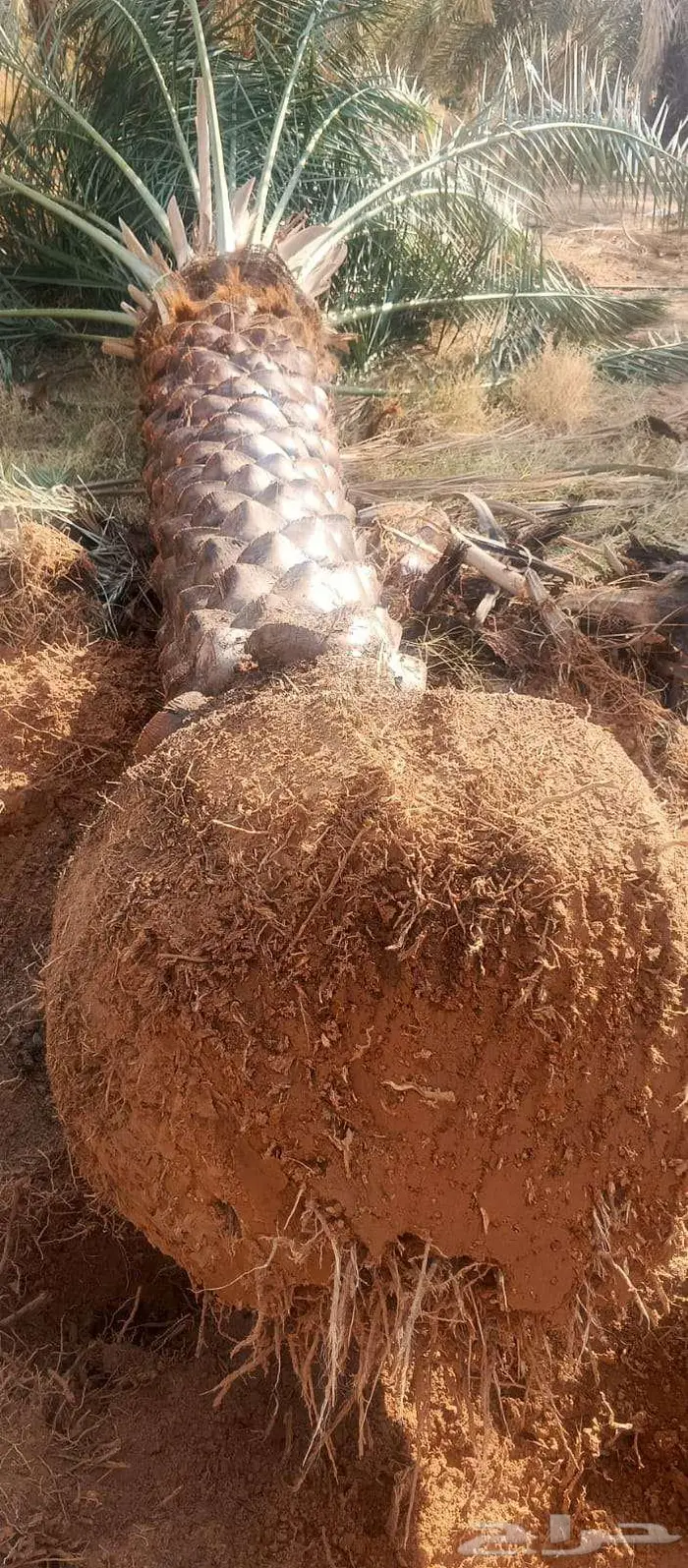 توريد وزراعة النخيل 4