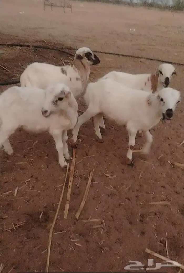 فران العدد 8 2