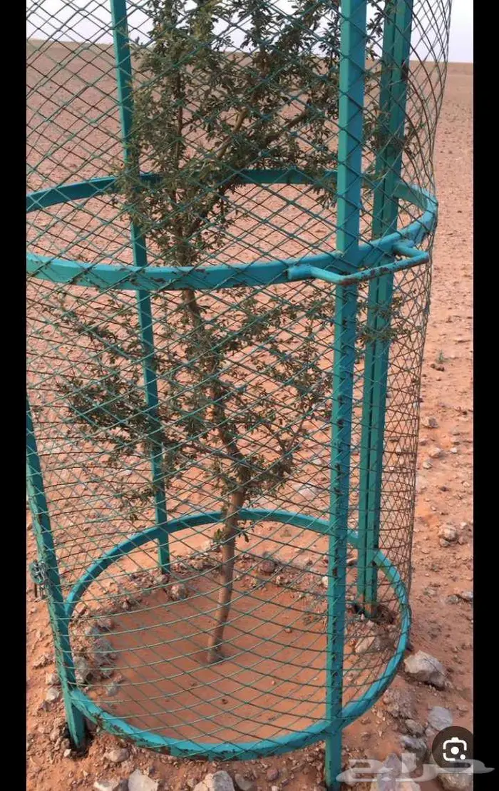 محتاج شبك حماية للاشجار نفس كذا 1