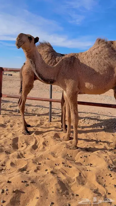 قعود كفو index