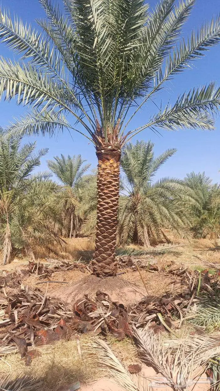 توريد وزراعة النخيل 0