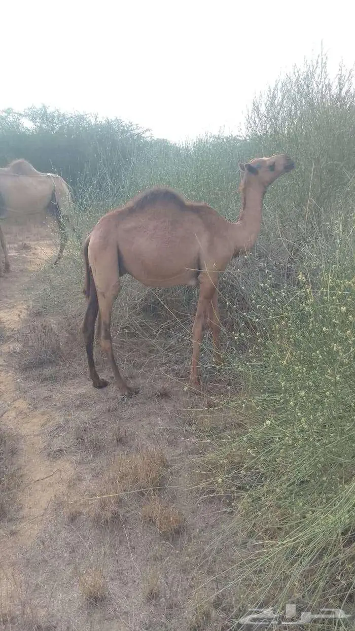 قعدان للبيع 0