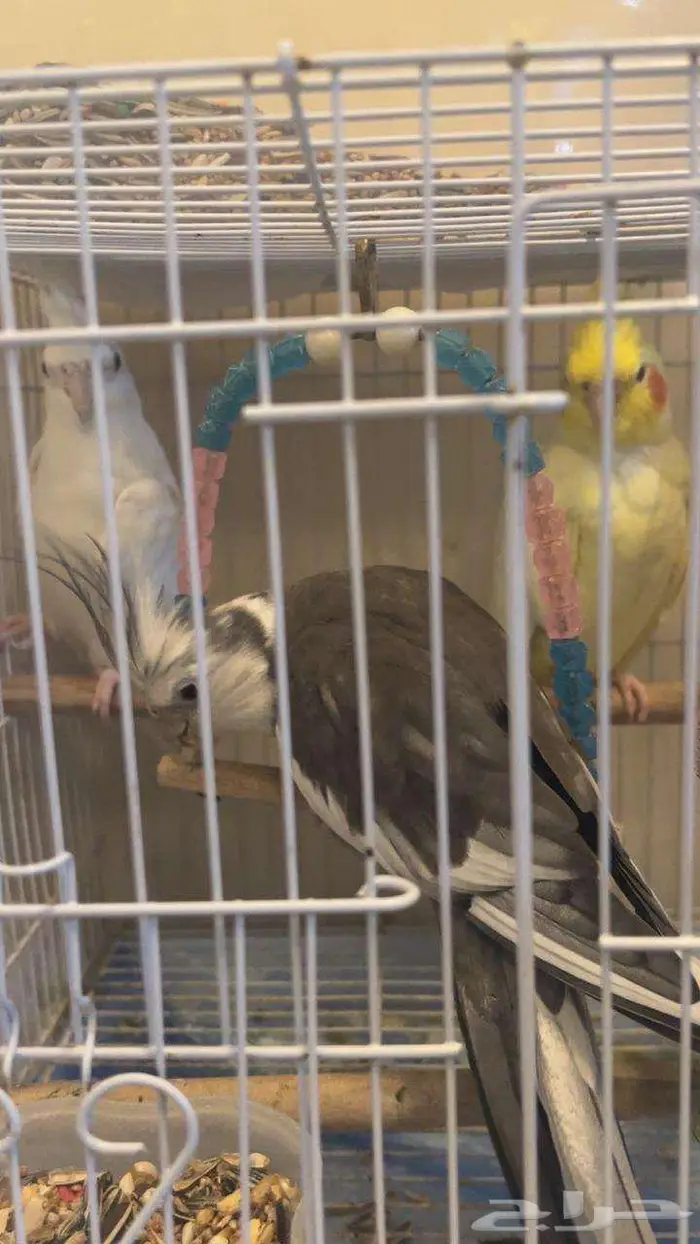 3 طيور كروان اليفه 1