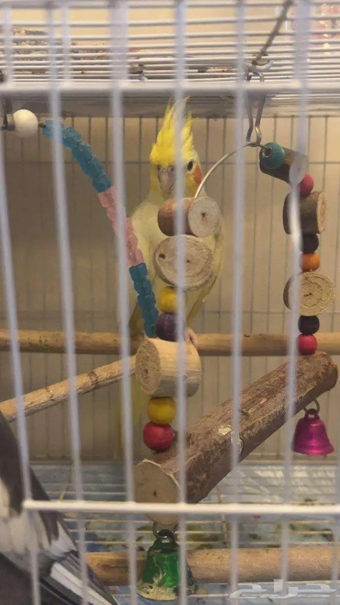 3 طيور كروان اليفه 4