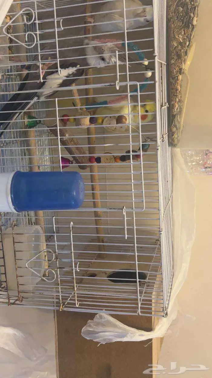 3 طيور كروان اليفه 3