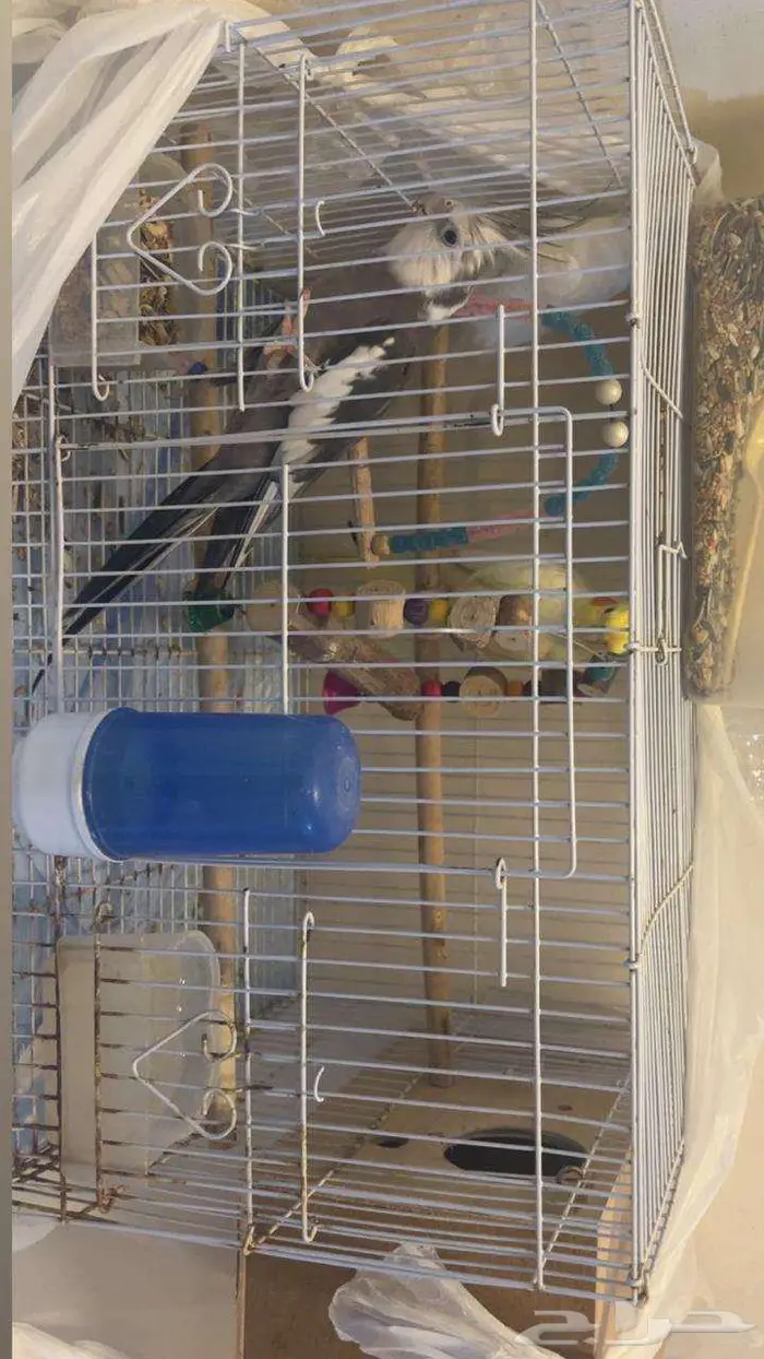 3 طيور كروان اليفه 2