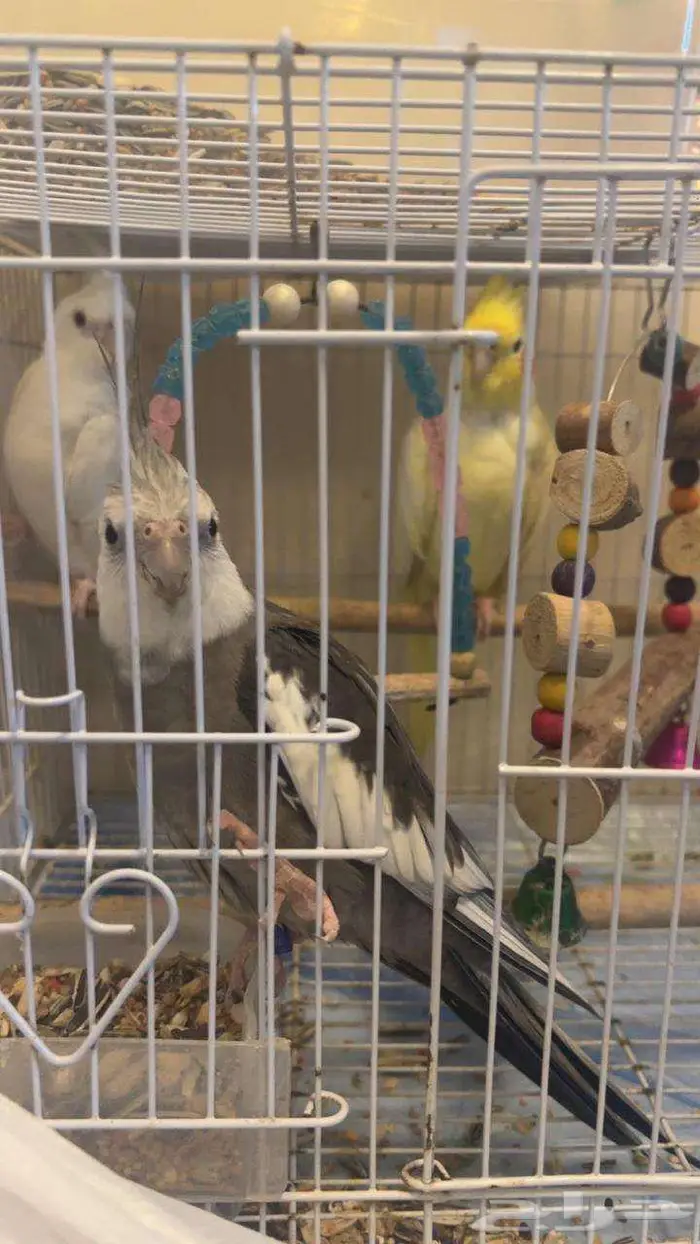 3 طيور كروان اليفه 0