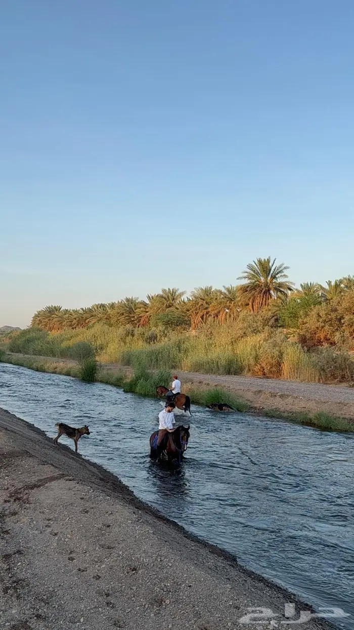 توفر ايواء اسطبل البري 3