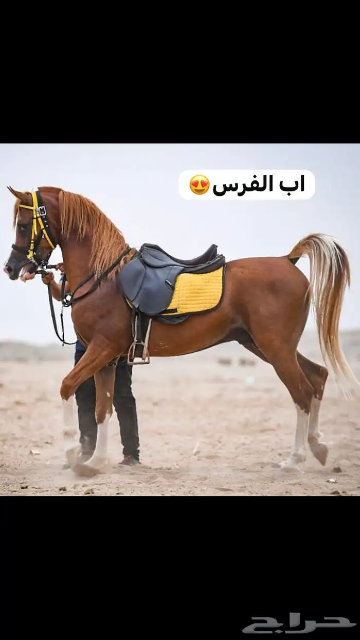 فرس واهو فاخره حفيدة جستس ولقاح 10 اشهر 4