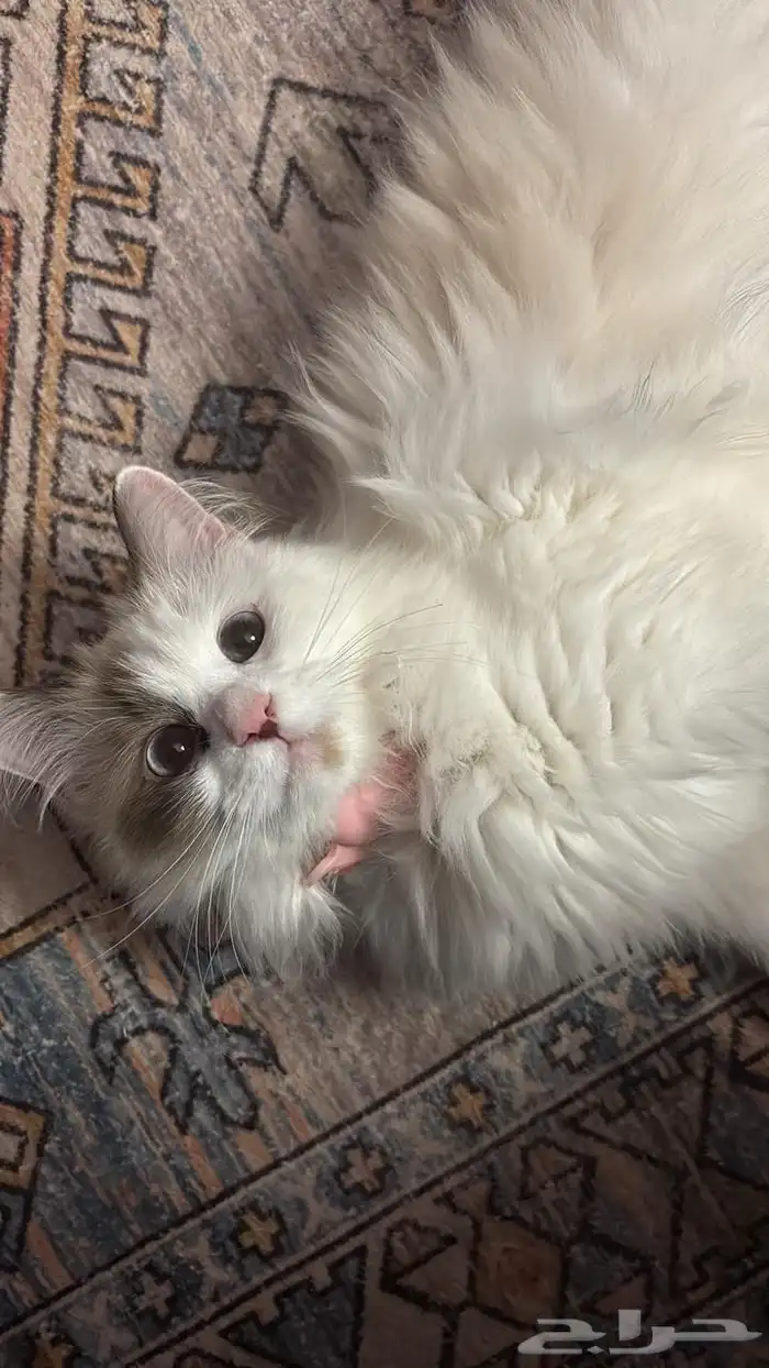 قطه للتبني عمر سنه 0