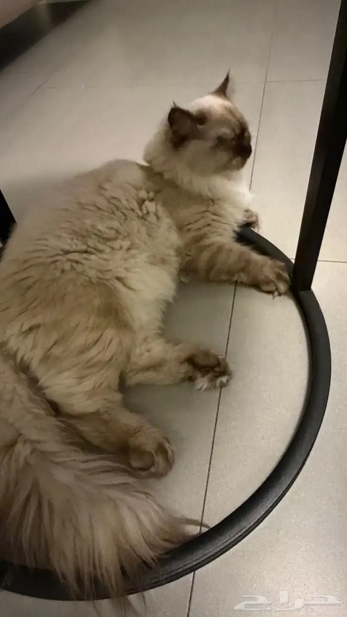 جوز قطط لتبني عماره 5شهور قطط بيت نظيفه اخوان من ام هملايا 0