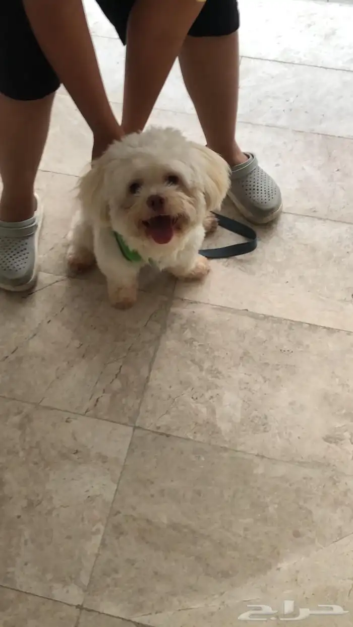 سلام عليكم العمر سنه. مطعم جميع التطعيمات. يحب يلعب. 0