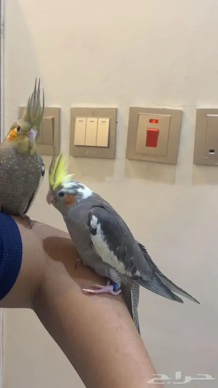 فروخ كروان 3