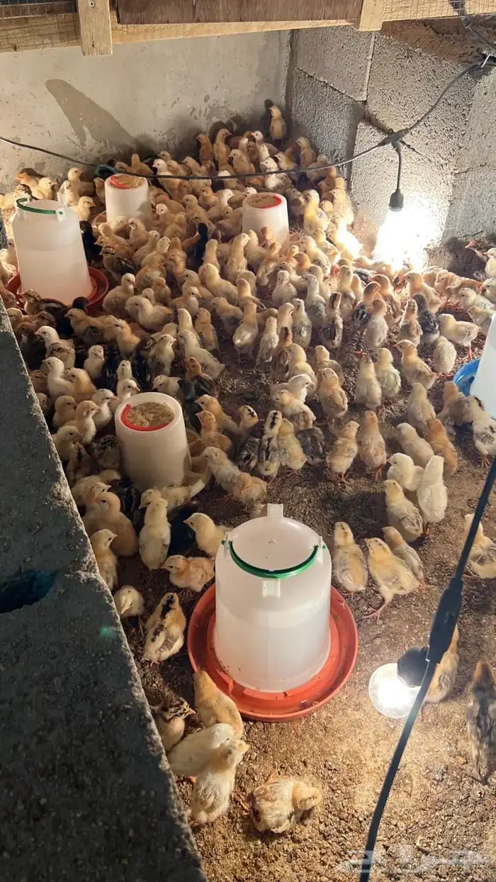 صيصان دجاج 1