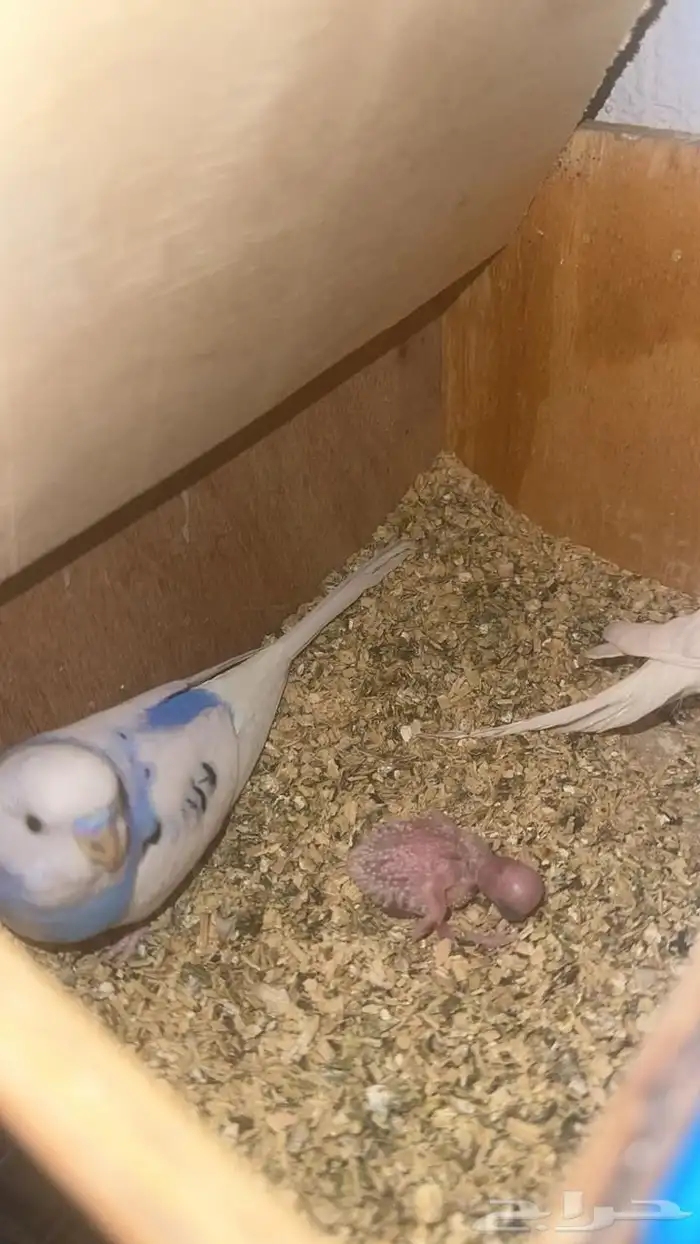 اجواز بادجي مع فروخها 0