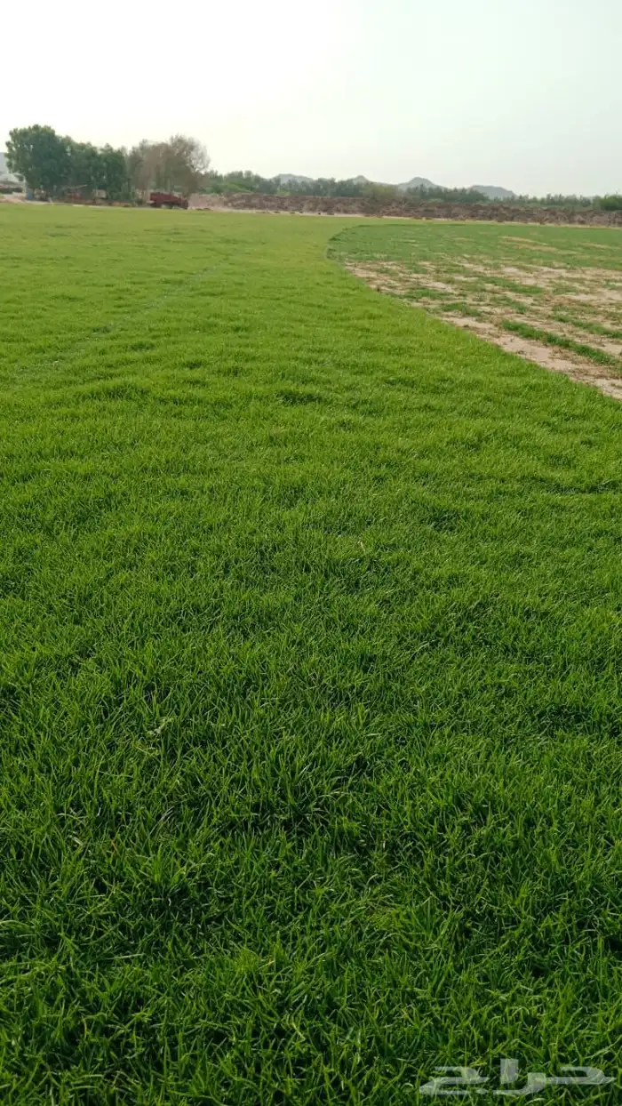 ثيل طبيعي درجه اولى مشروط مضمون 5