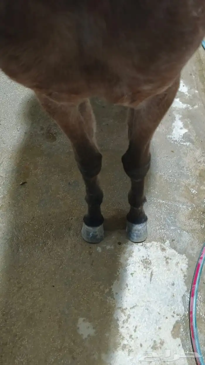 مهره جمال للبيع والبيع لأخر سوم 7