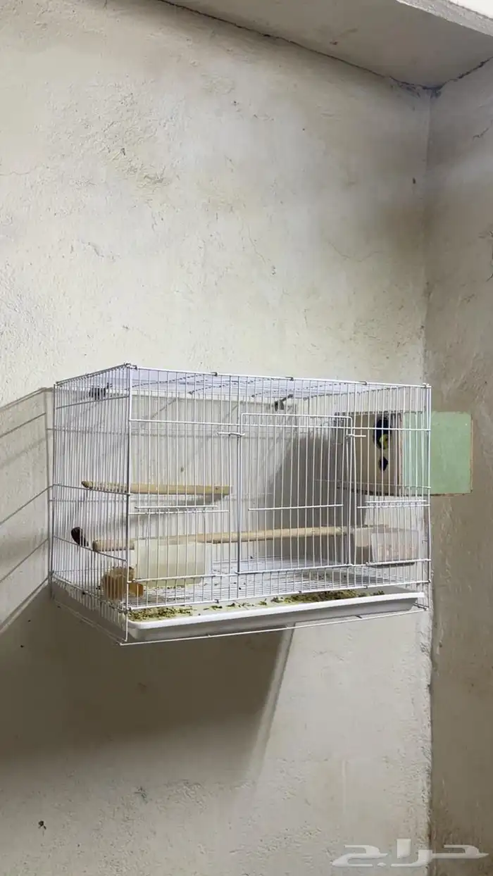 اجواز بادجي مع فروخها 5