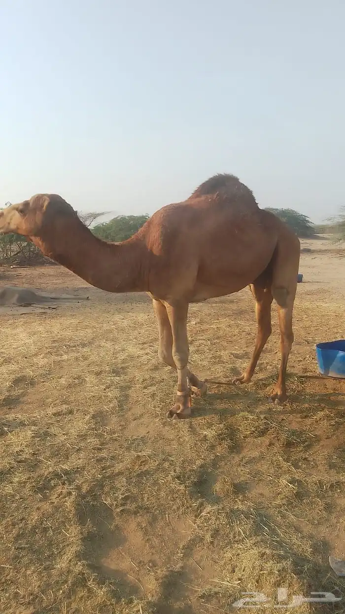 بعير ساحلي 0