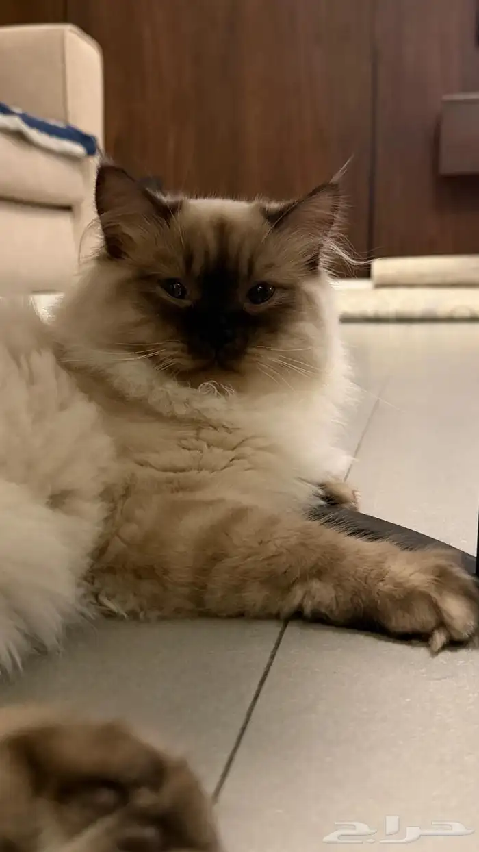 جوز قطط لتبني عماره 5شهور قطط بيت نظيفه اخوان من ام هملايا 1