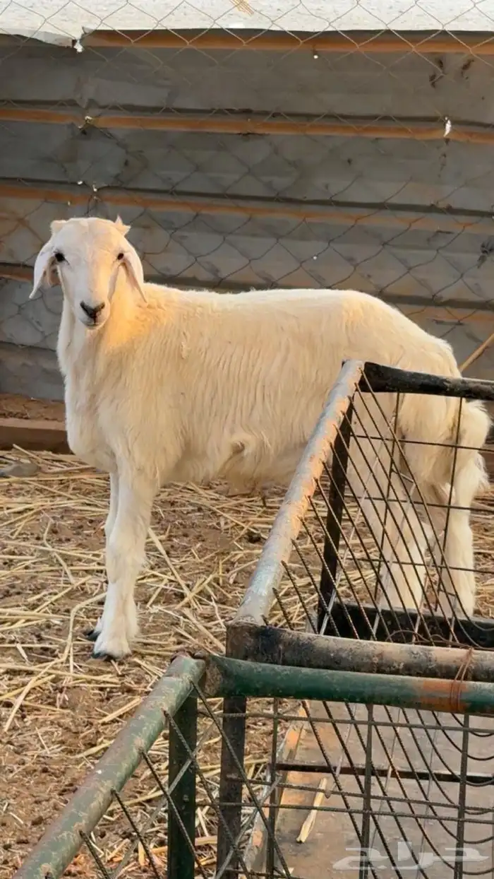 طلي حري العمر 5 شهور 0