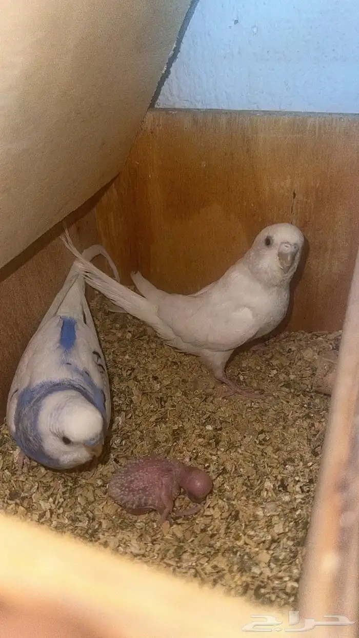 اجواز بادجي مع فروخها 3