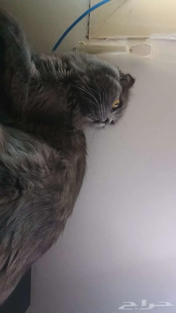 قط للتبني عاجل 3