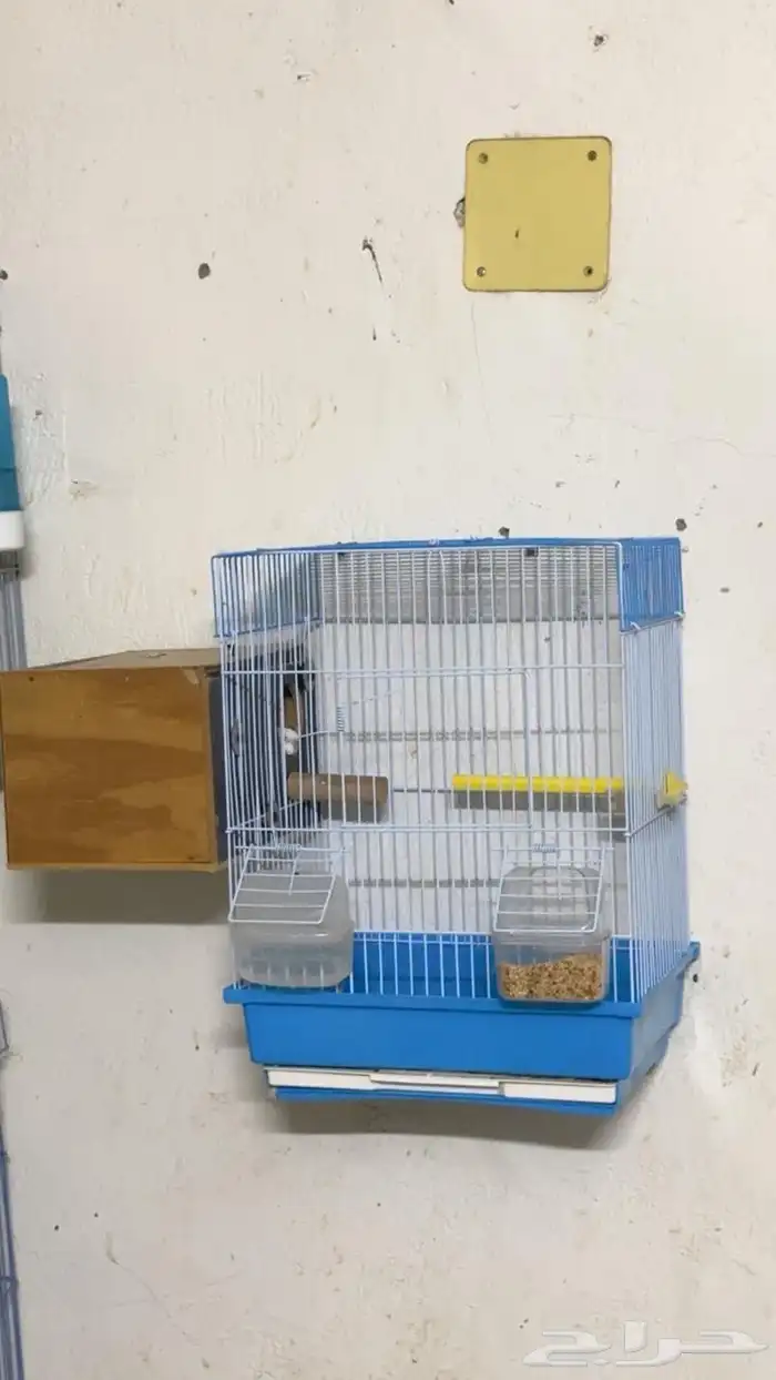 اجواز بادجي مع فروخها 8