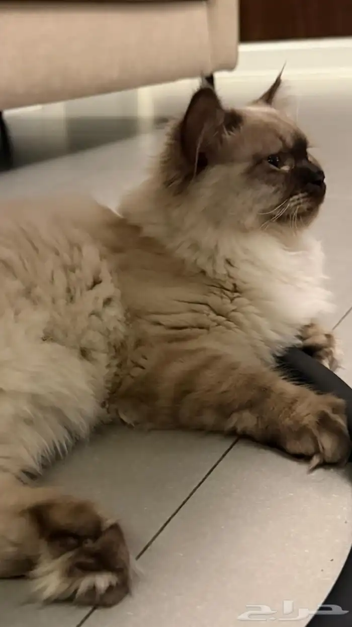 جوز قطط لتبني عماره 5شهور قطط بيت نظيفه اخوان من ام هملايا 2