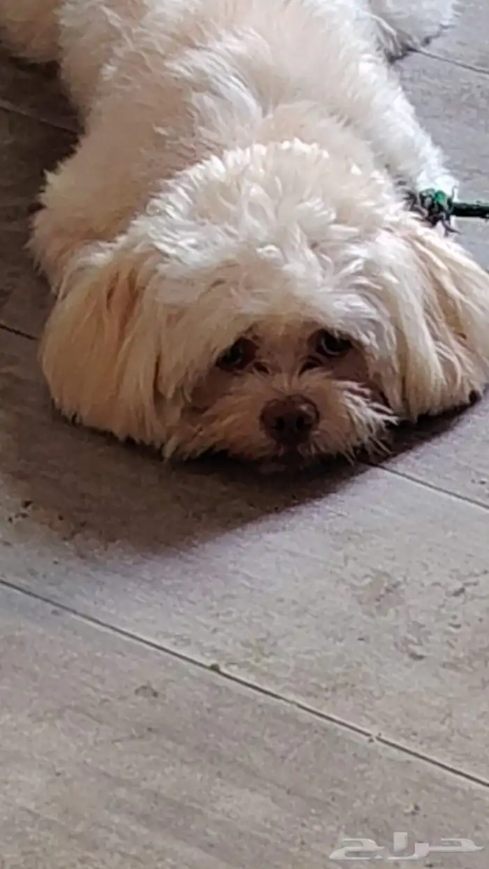 سلام عليكم العمر سنه. مطعم جميع التطعيمات. يحب يلعب. 2