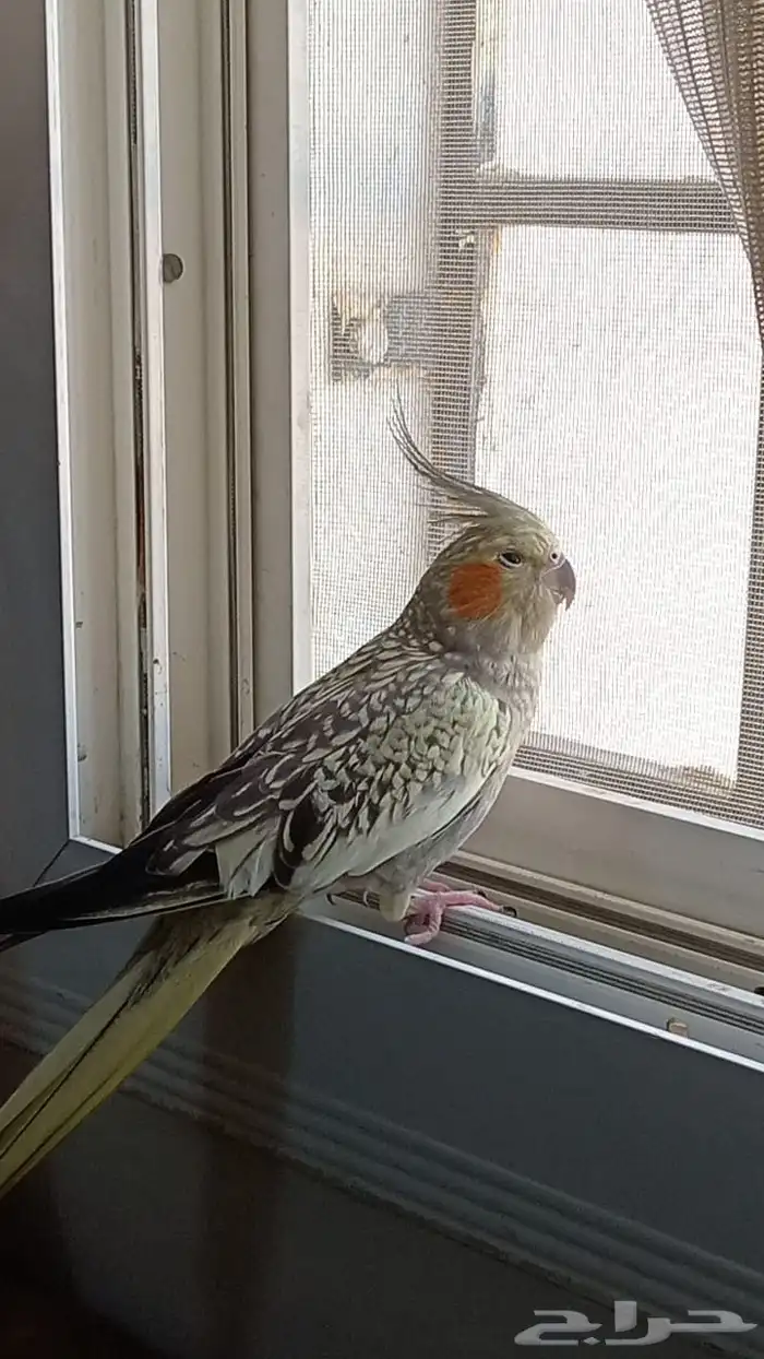 كروان اليف للبيع 2