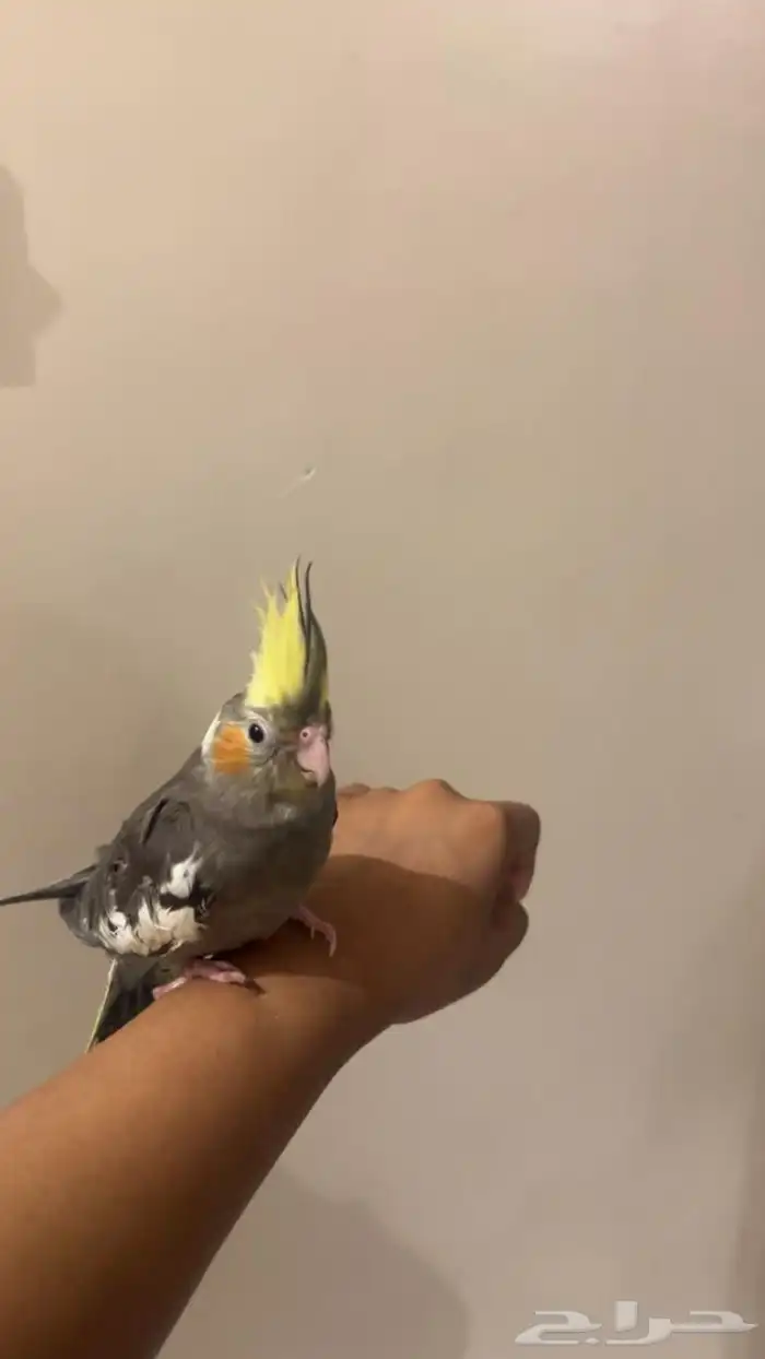 فروخ كروان 2