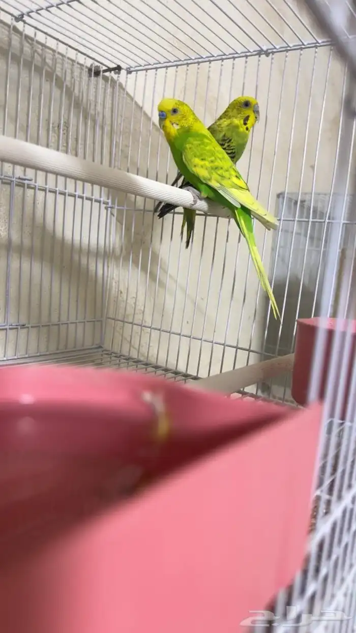 اجواز بادجي مع فروخها 10