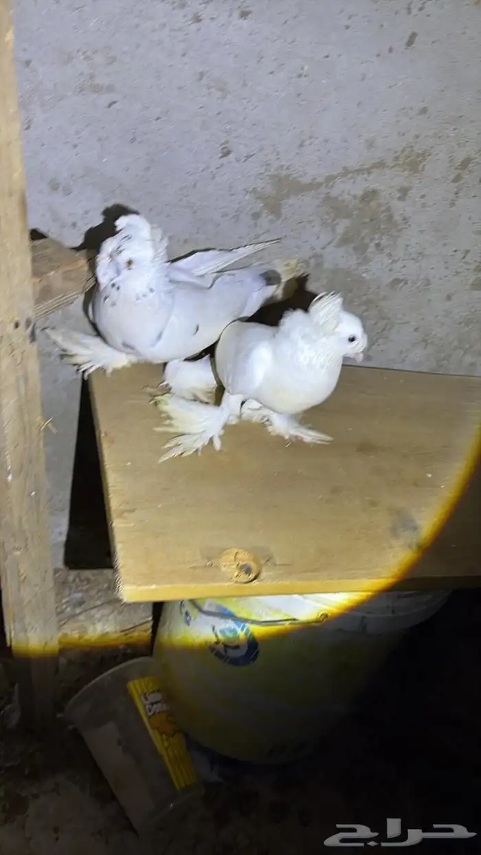 حمام تركي ماشاءالله 1