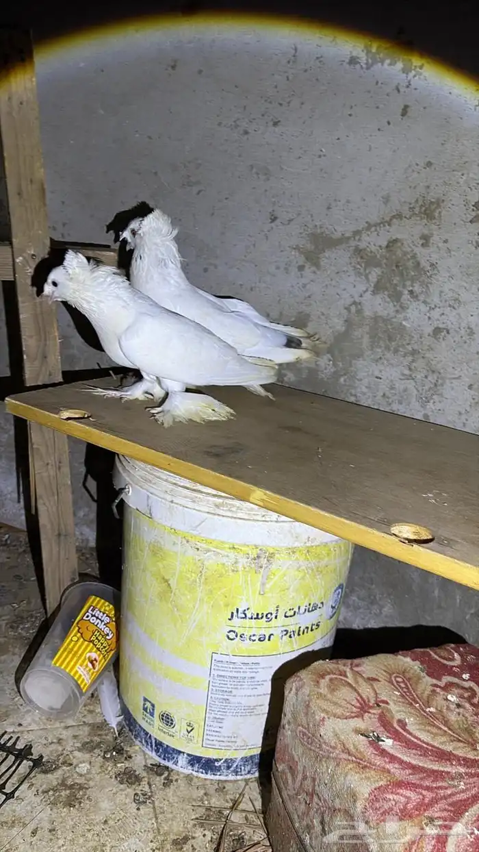 حمام تركي ماشاءالله 2