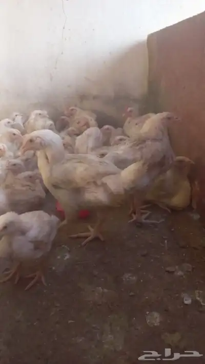 دجاج لاحم الوزن 1 كيلو واكثر index
